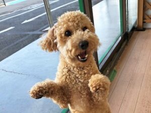 外で遊びたい犬ちゃん。