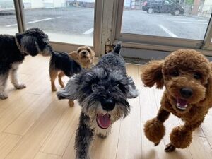 ペットホテルでかけっこをする犬ちゃん。