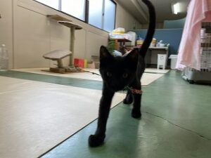 ペットホテルで遊ぶ猫ちゃん