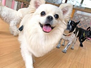 ペットホテルを探検中の犬ちゃん。