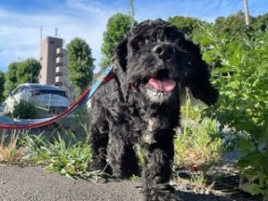 楽しそうにお散歩をする犬ちゃん。