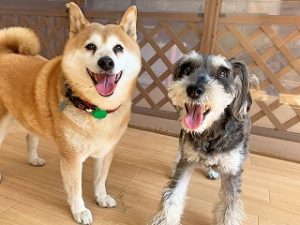 ペットホテルで新しいお友達が出来た犬ちゃん。