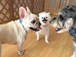 楽しそうにお話しをする犬ちゃん達。