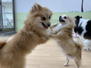 ペットホテルで犬ちゃんお相撲