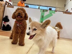 ペットホテルでお散歩をしている犬ちゃん。