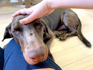 なでなでしてもらって気持ちよさそうな犬ちゃん。