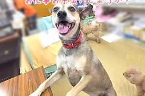 にっこりワンちゃん