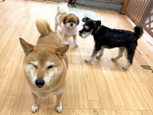 お友達にそっぽを向く犬ちゃん。