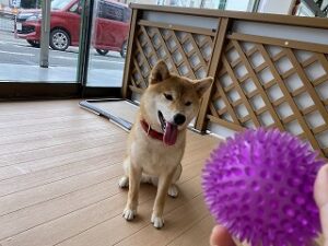 ボールに興味津々な犬ちゃん