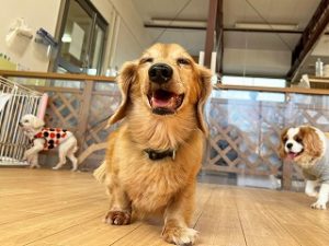 笑顔でお散歩する犬ちゃん。