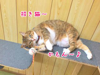 招き猫？