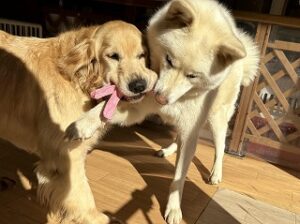 おもちゃで遊んでいる犬ちゃん。
