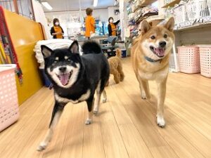 ペットホテルを探検中の犬ちゃん。