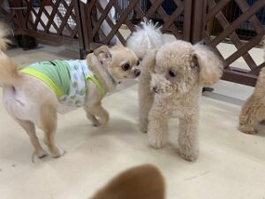 ペットホテルで仲良し犬ちゃん