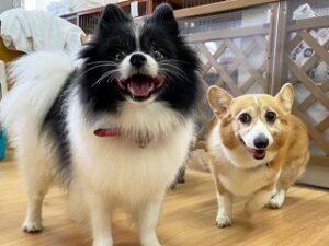 ペットホテルで新しいお友達が出来た犬ちゃん。