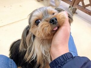 顔を撫でられてご満悦な犬ちゃん。