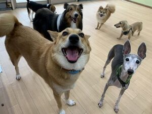 沢山の犬ちゃんがペットホテルに来ています