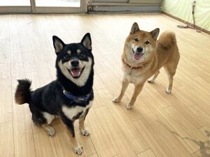 ペットホテルでのんびりくつろぐ犬ちゃん。