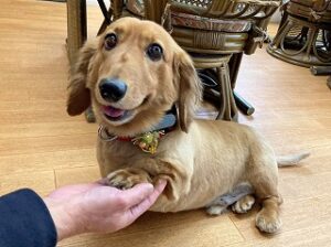 お手の練習をしている犬ちゃん。