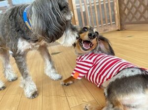 お友達とじゃれあう犬ちゃん。