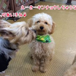 可愛いワンちゃん