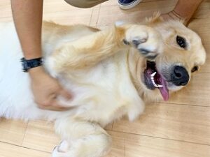 なでなでがくすぐったそうな犬ちゃん。