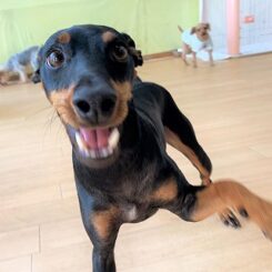 とっても元気な犬ちゃん。