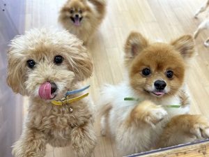 おやつのおねだりをする犬ちゃん。