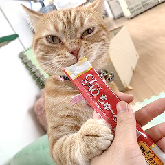 ペットホテルで猫ちゃんおやつタイム