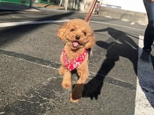 お散歩が大好きな犬ちゃん。