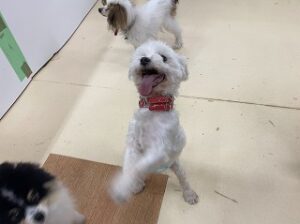 おねだりする犬ちゃん