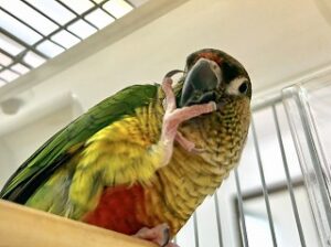 ペットホテルでくつろぐインコちゃん