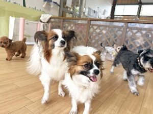 ペットホテルでお散歩をする犬ちゃん。