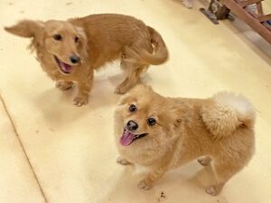 ペットホテルでお友達が出来た犬ちゃん。