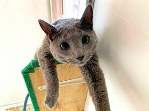 ペットホテルでのんびりくつろぐ猫ちゃん。