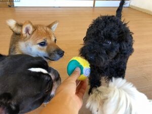 ボールから目が離せない犬ちゃん達。