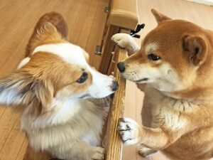 お友達にご挨拶をしている犬ちゃん。