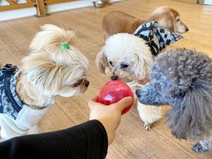 おもちゃに興味津々な犬ちゃん達。