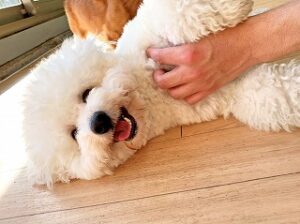 なでなでがくすぐったい犬ちゃん。