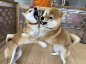 犬のお相撲さん