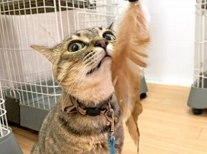 おもちゃで遊んでいる猫ちゃん。