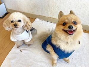 ペットホテルでくつろぐ犬ちゃん。