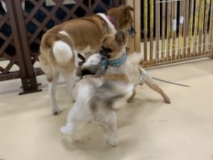 IMG_1559