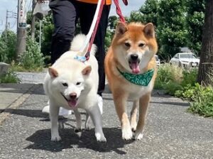 仲良くお散歩中の犬ちゃん。