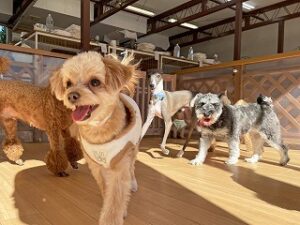 お部屋でかこっこをする犬ちゃん。