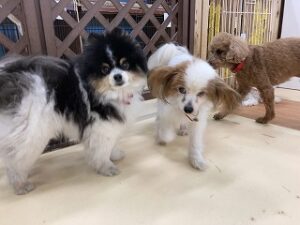 ペットホテルで犬ちゃんツーショット