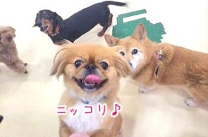 笑顔の犬