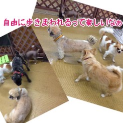 ペットホテルで自由にお遊び