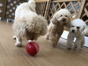 ボールで遊ぶ犬ちゃん