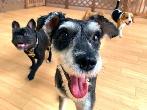 カメラに向かってドヤ顔の犬ちゃん。